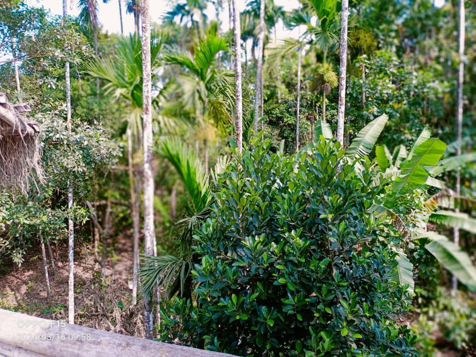 Streaming Valley Independent Coffee Estate Stay Мадикери Екстериор снимка